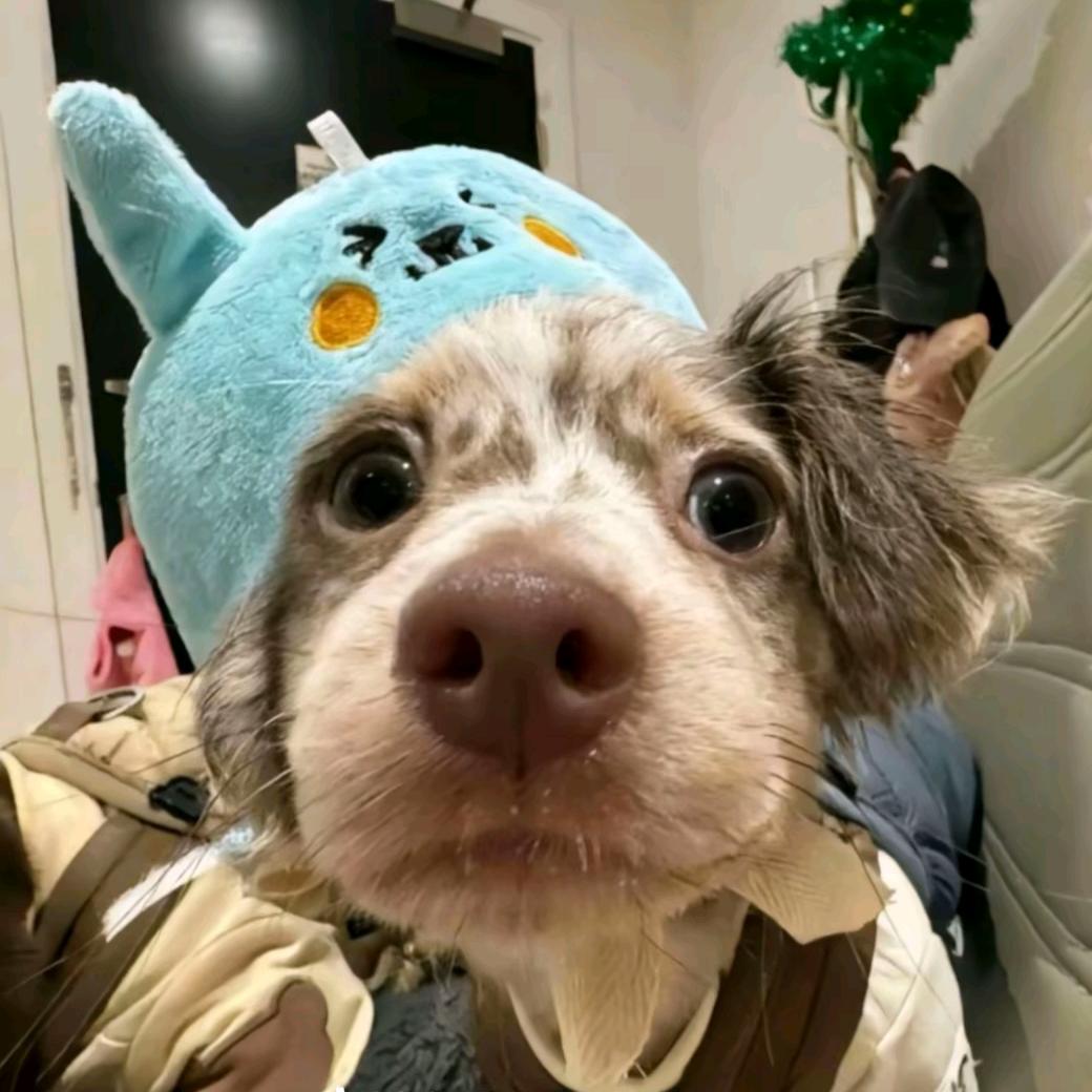 南温召