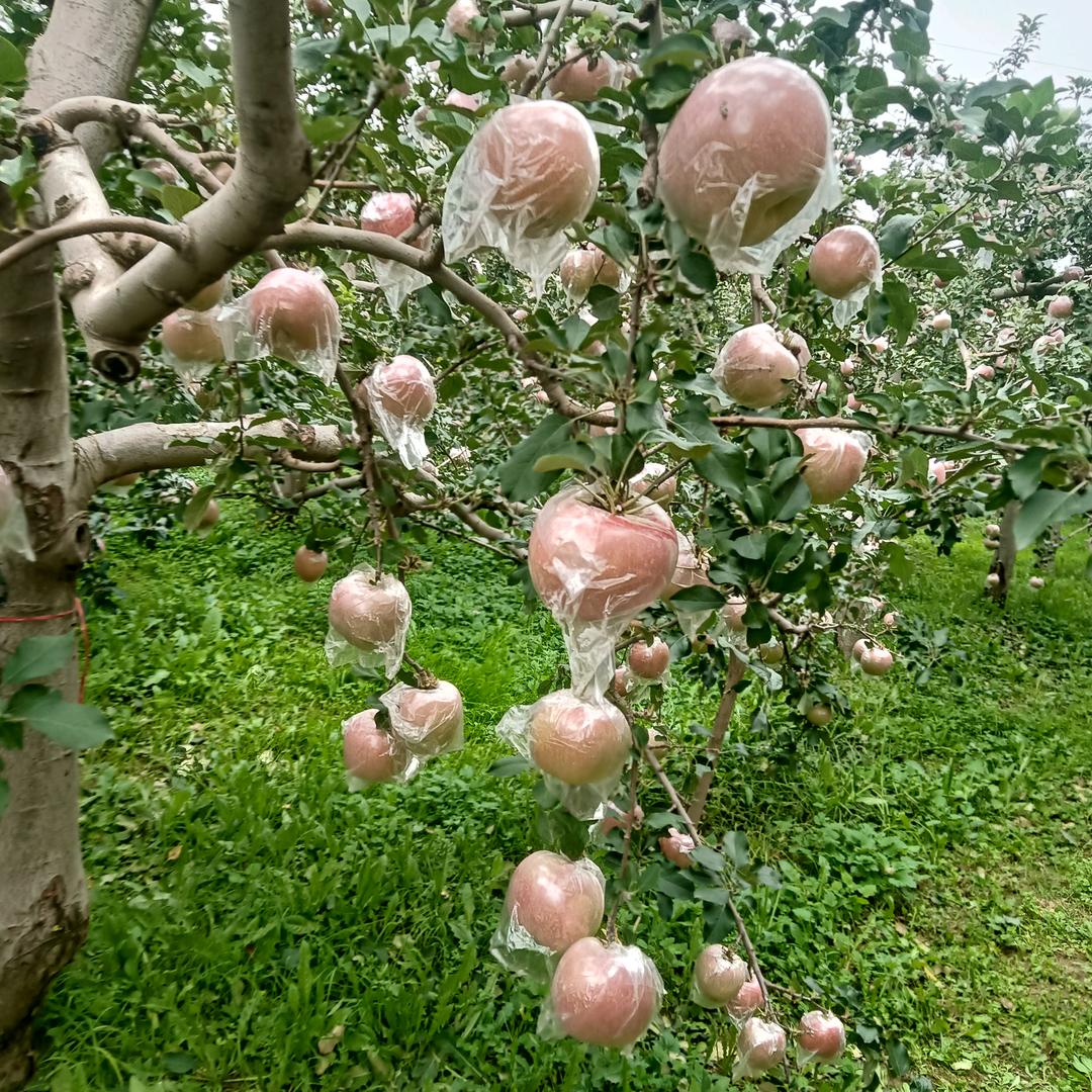 湖涂