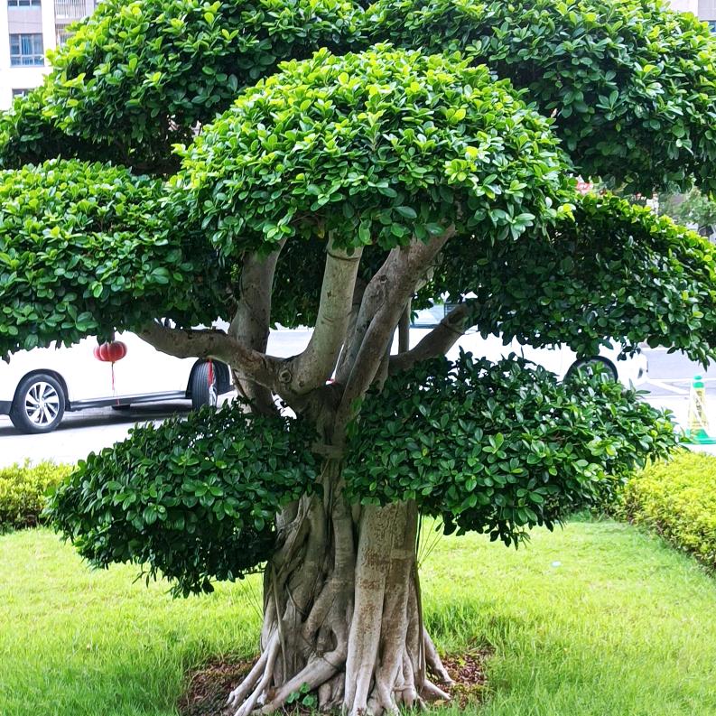 刘小妹