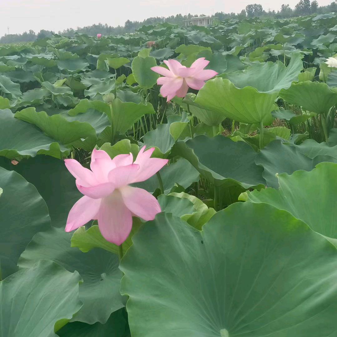 魏什么