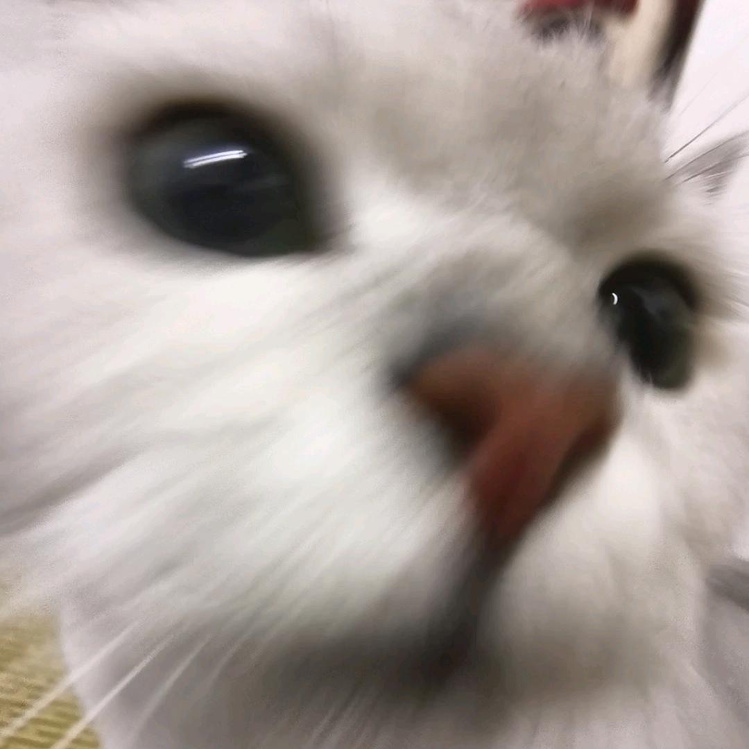 痛不欲生煎包