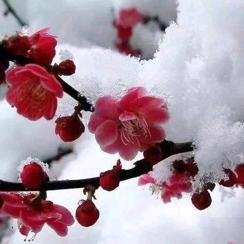 利平修脚总店官方号