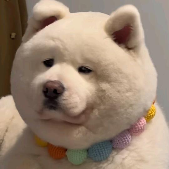 死面馒头