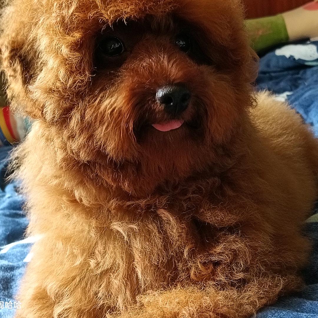 米豆是只泰迪🐶