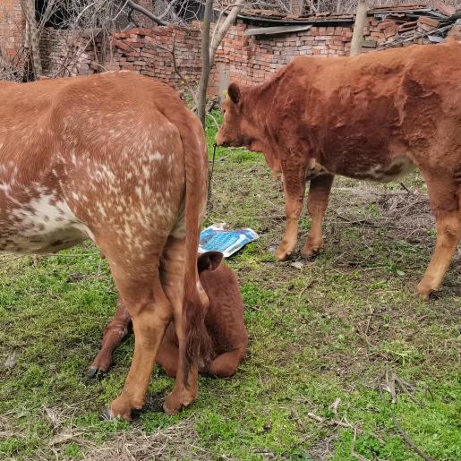 老兵牛羊肉，特色牛杂