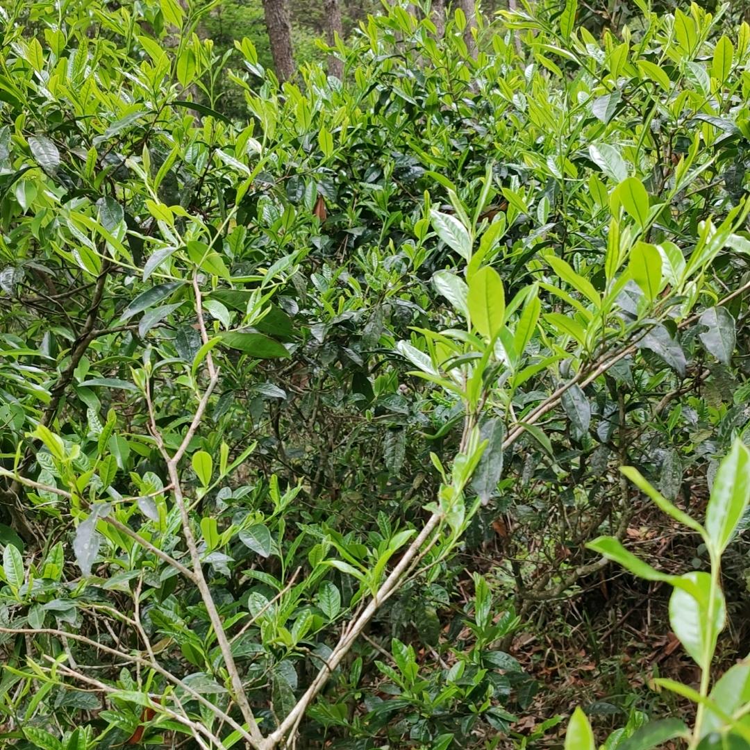 荒野小白茶