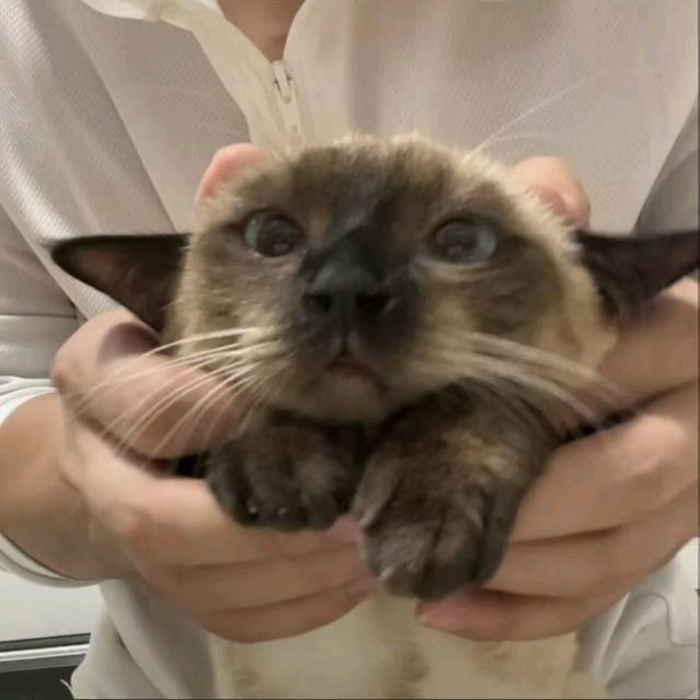 白菜头子