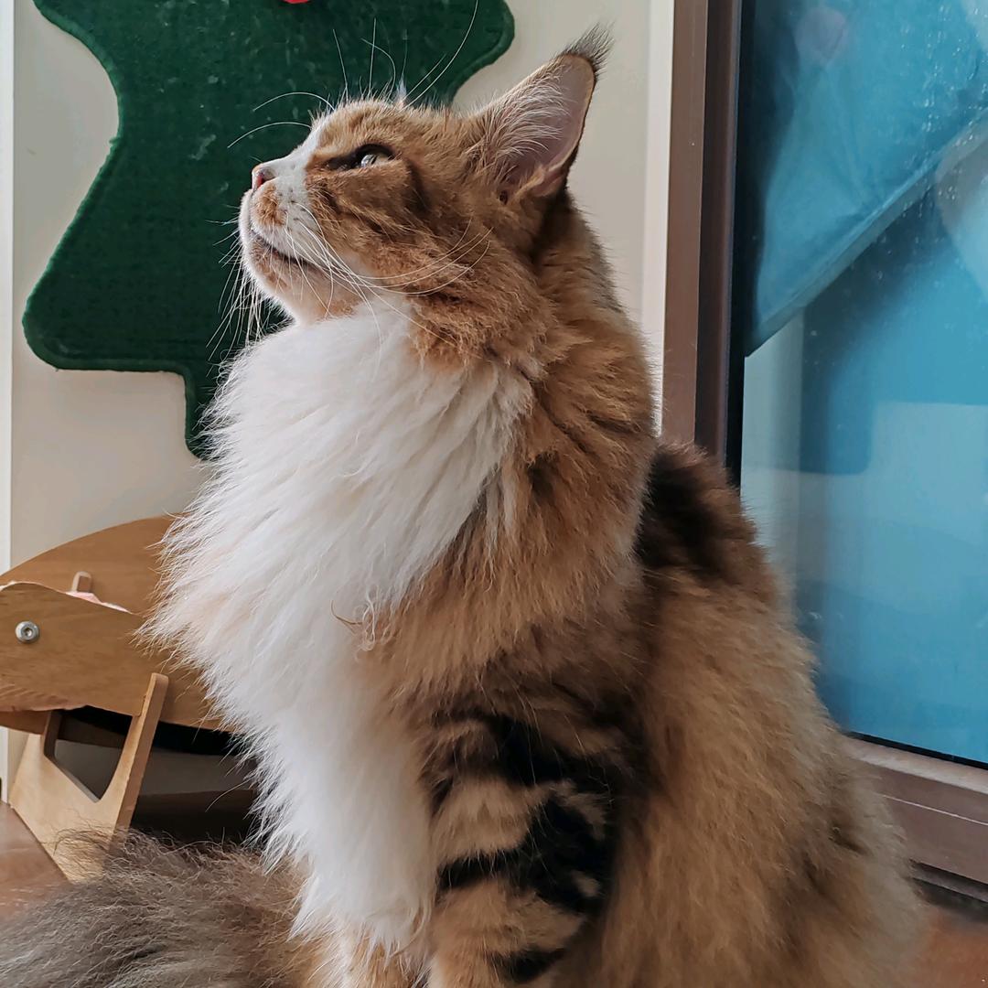三只陪嫁猫头像