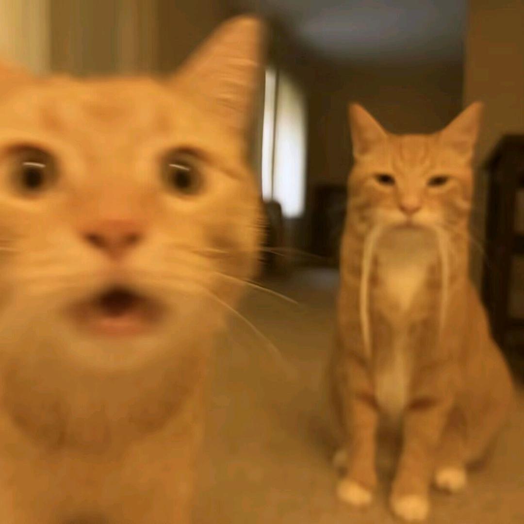 阳光猫草