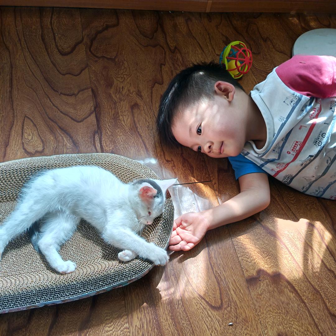 聪聪家的小猫