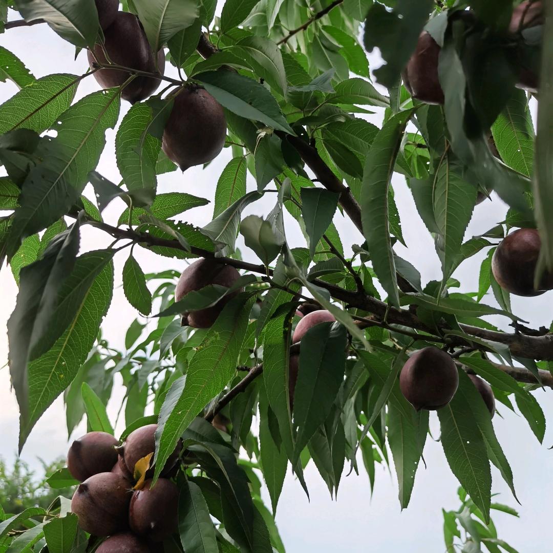 含羞草