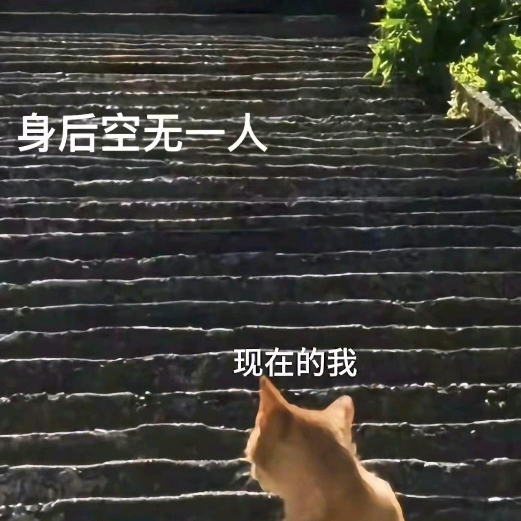 巷子里的猫🐈