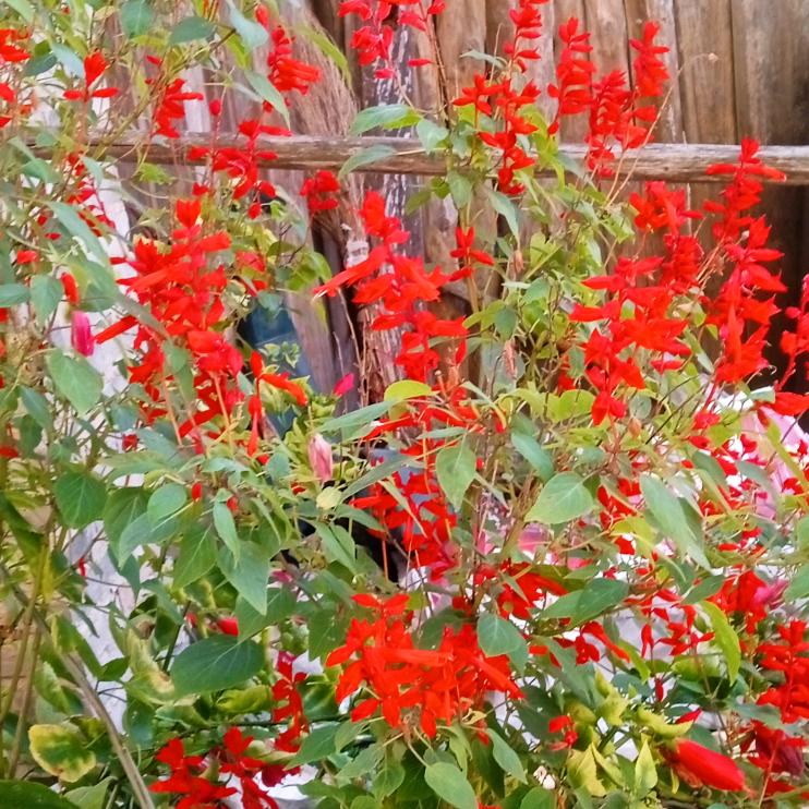 一个人好孤单。