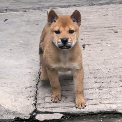 土豆是只田园犬