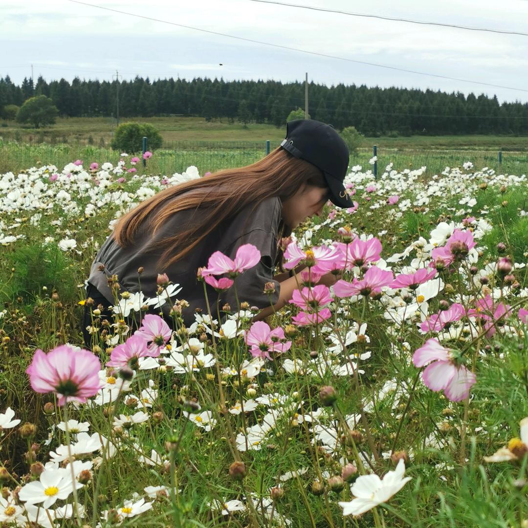 草原天路 — 林妹妹