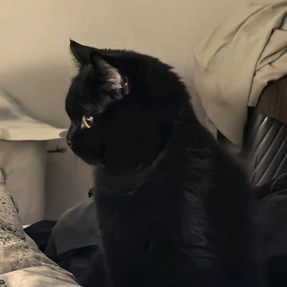 黑熊精的铲屎官