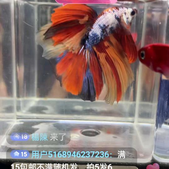 楊陳