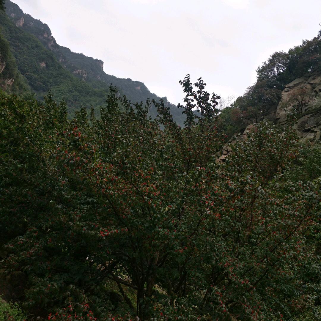 杜开顺