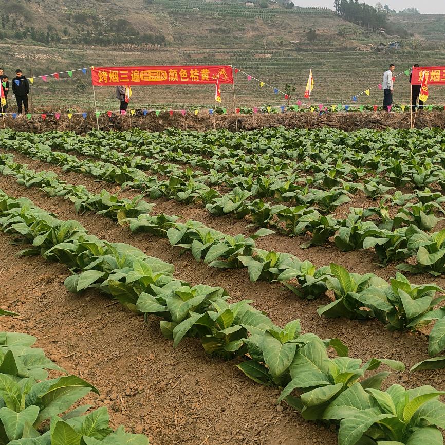 禄丰最好烤烟——阿强🌿