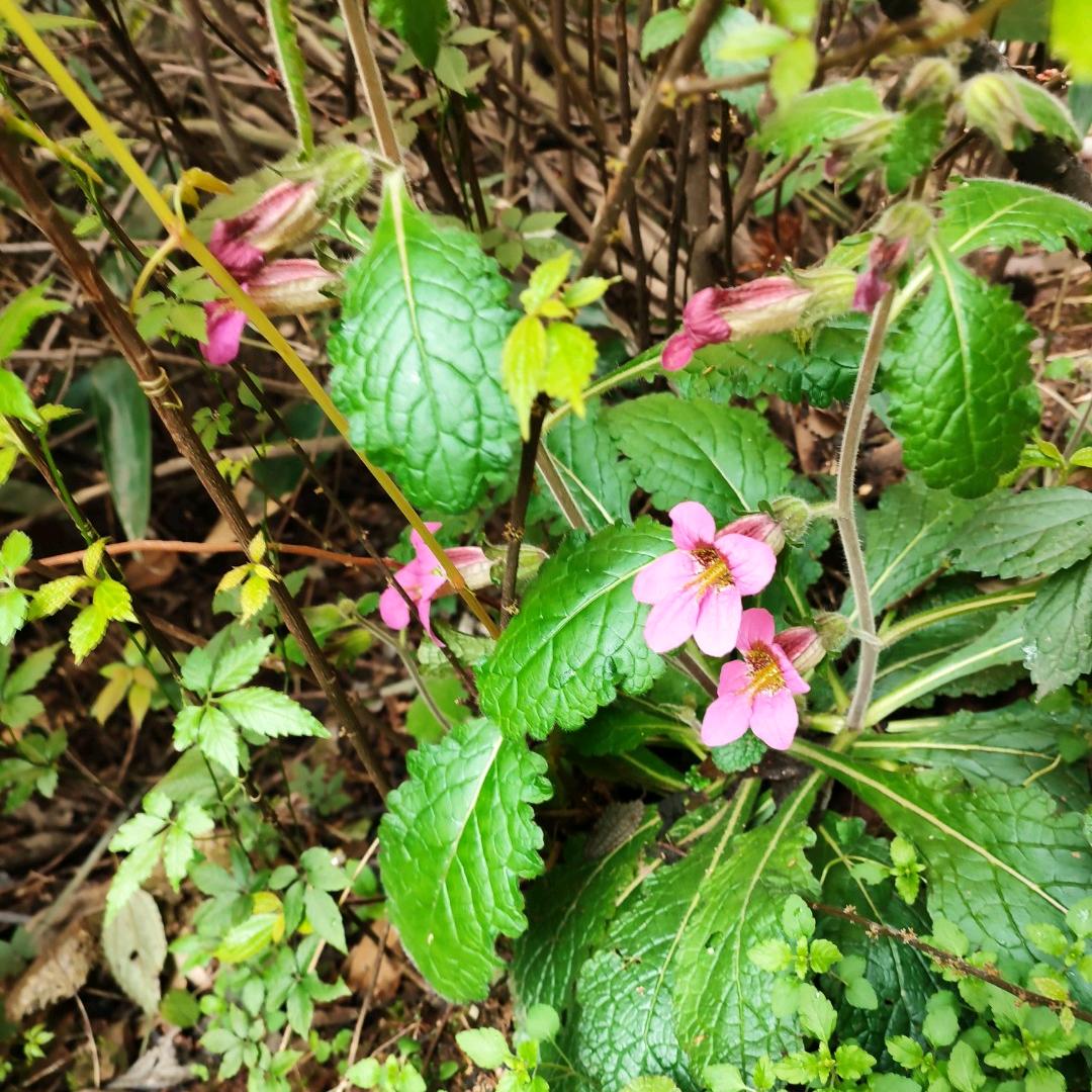 小桃李——科普百草