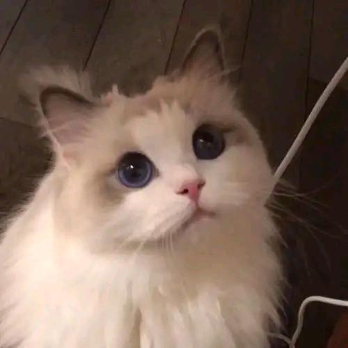 小星星