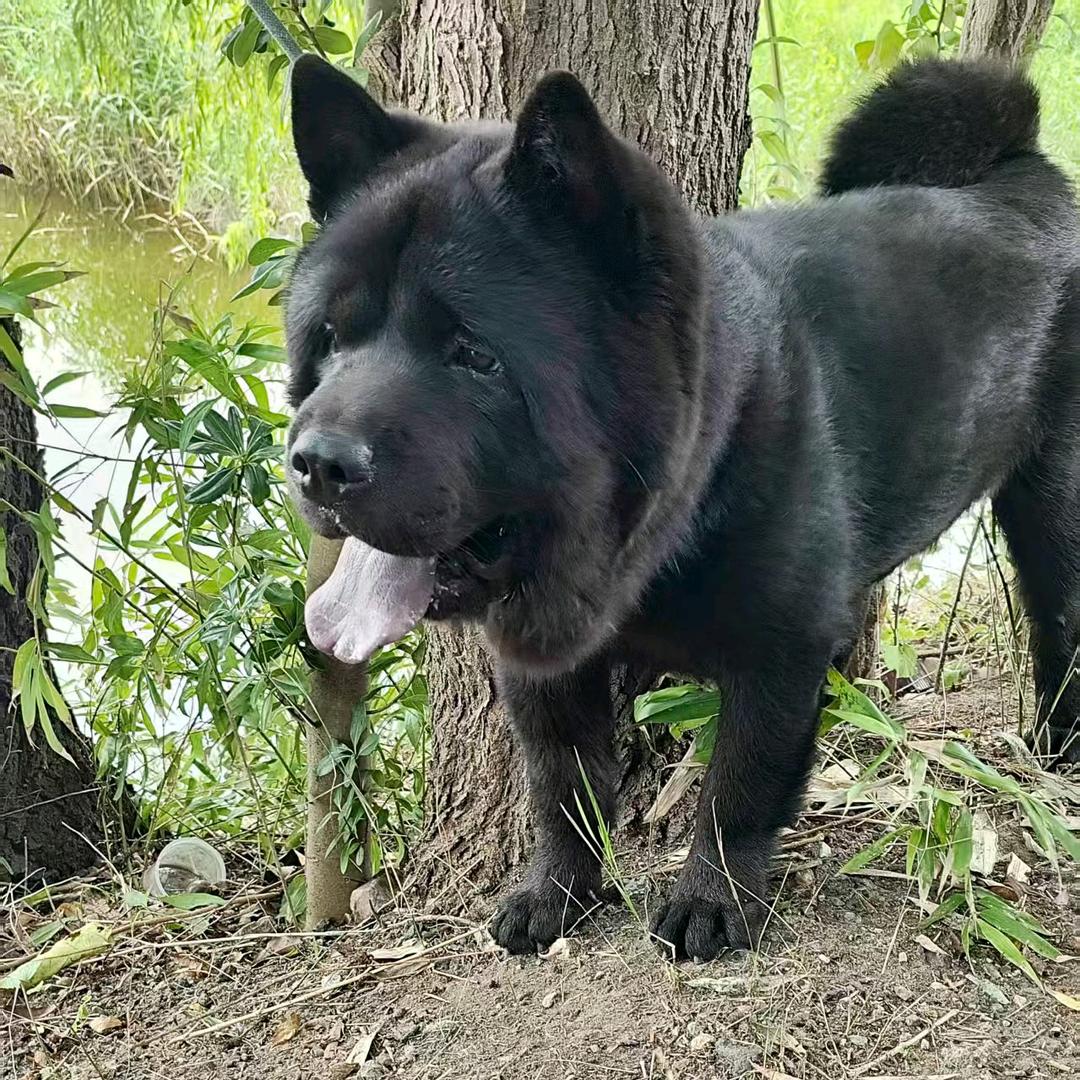 五黑犬
