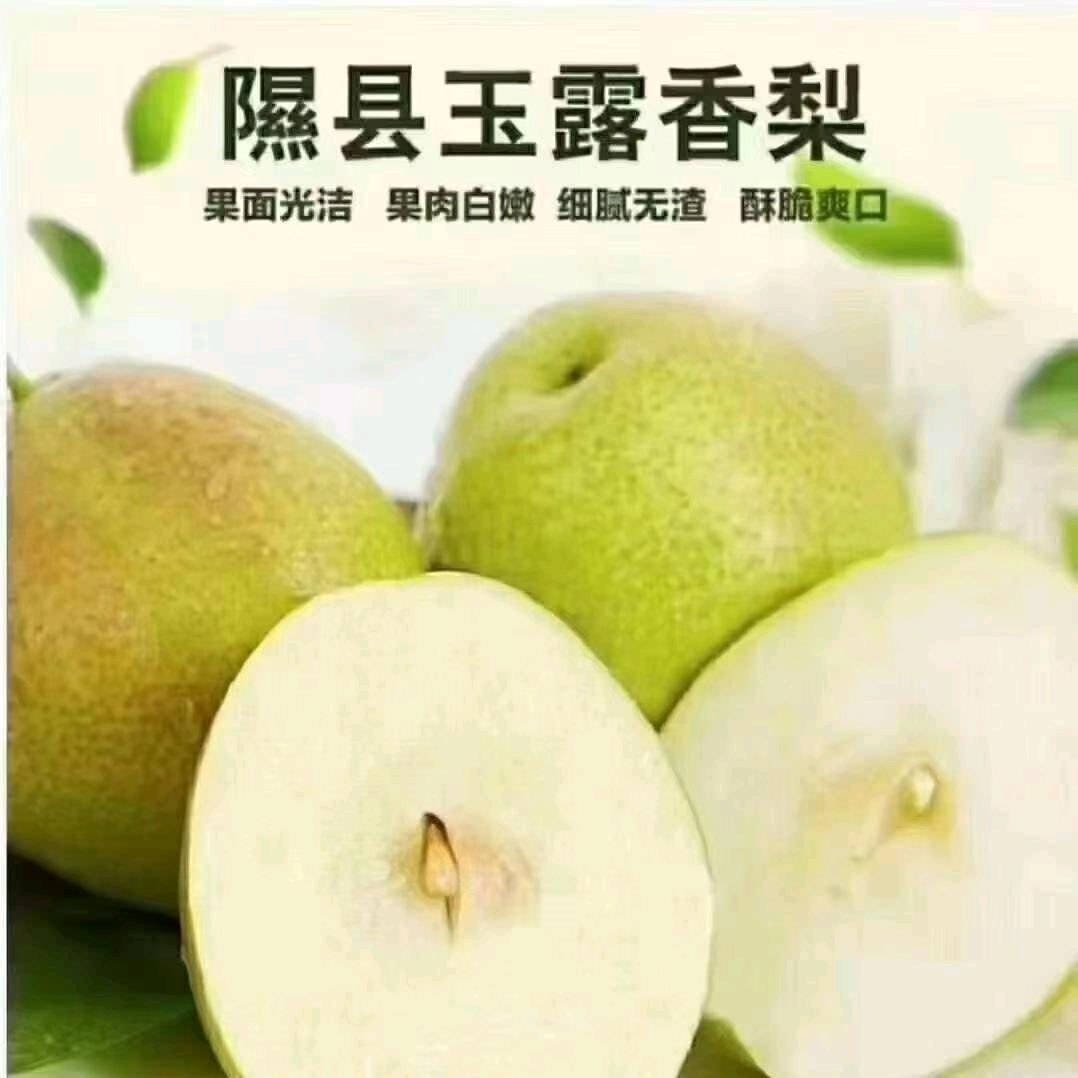 小宋《苹果梨专业户》