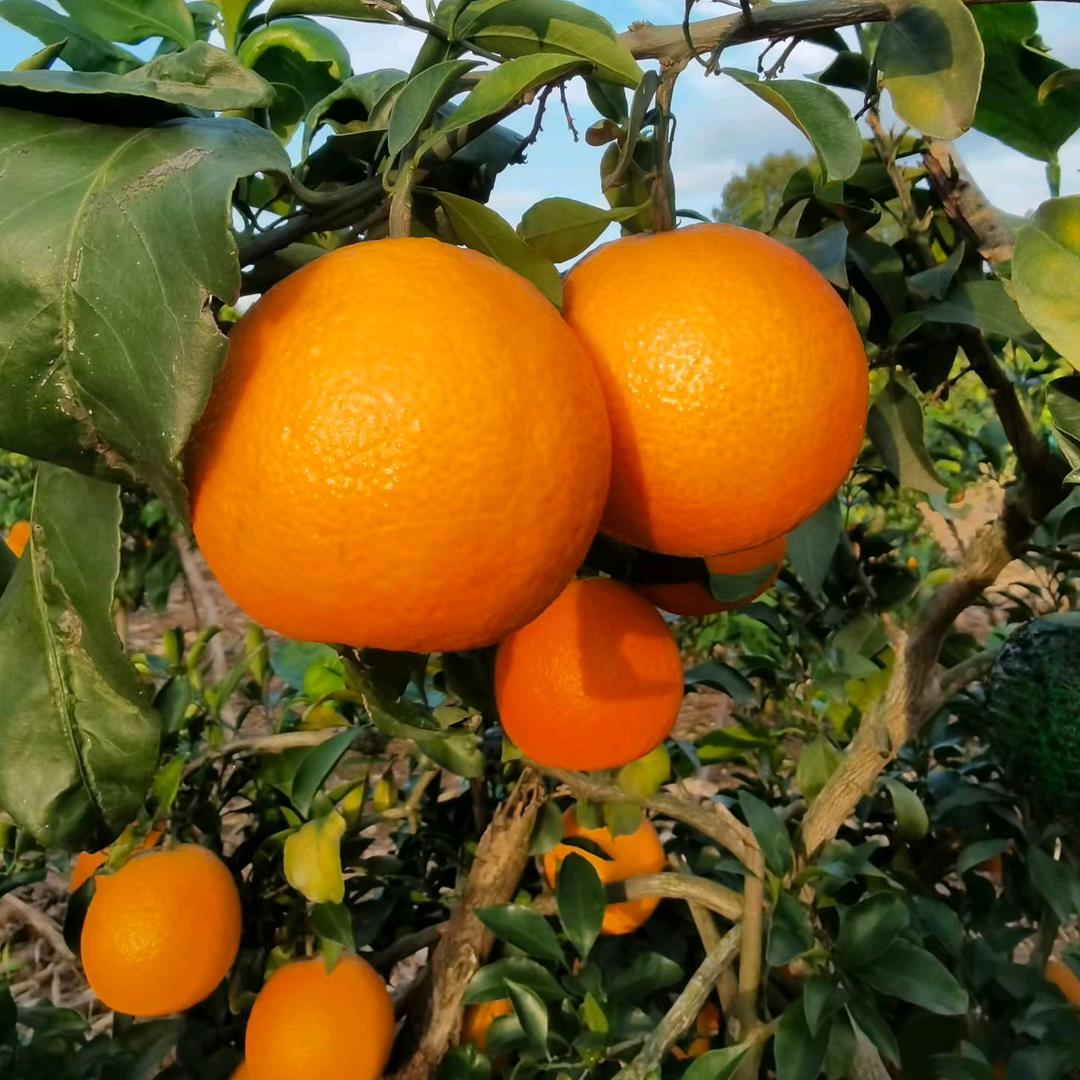 农胡四季果业（代办 代发）