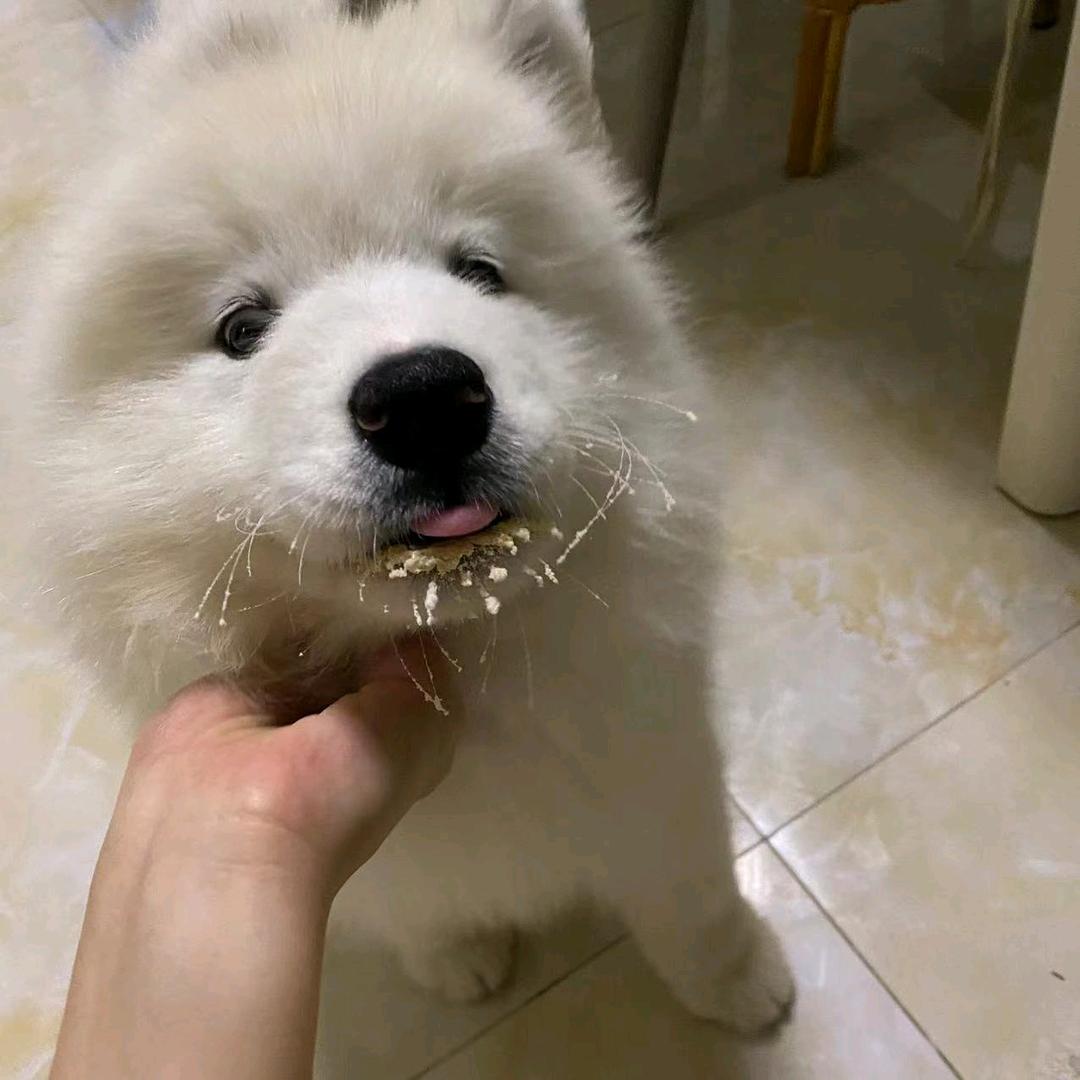 邪恶虎宝