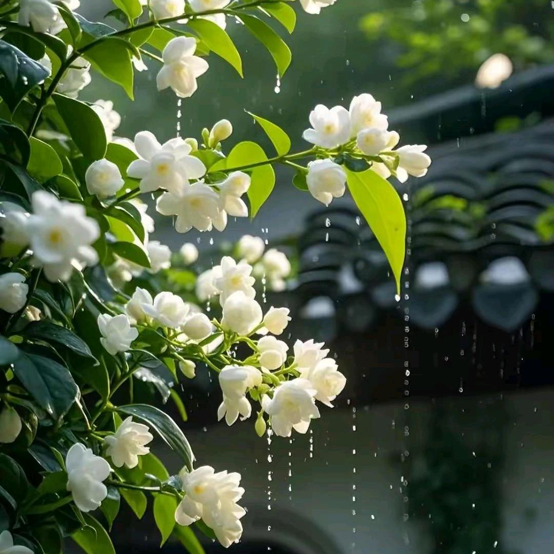 ꧁༺๑叶落无痕๑༻꧂