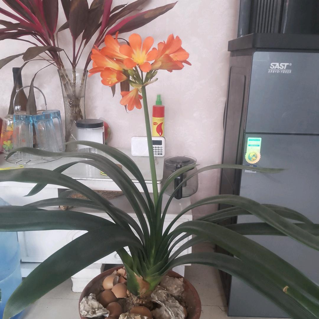 红彦知己