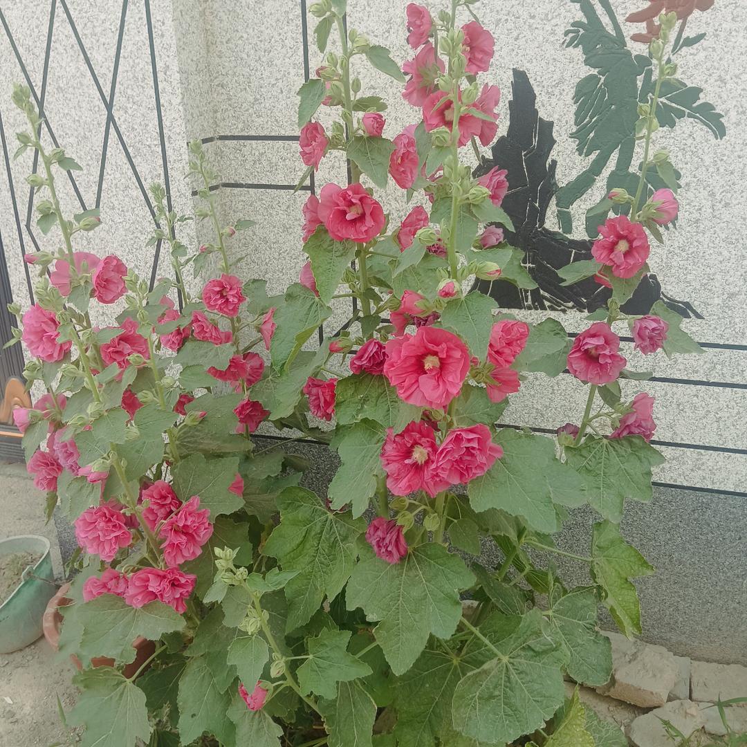 芸芸