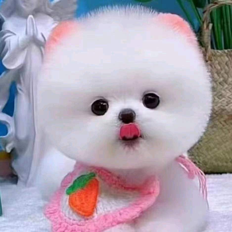 鑫鑫博美茶杯犬