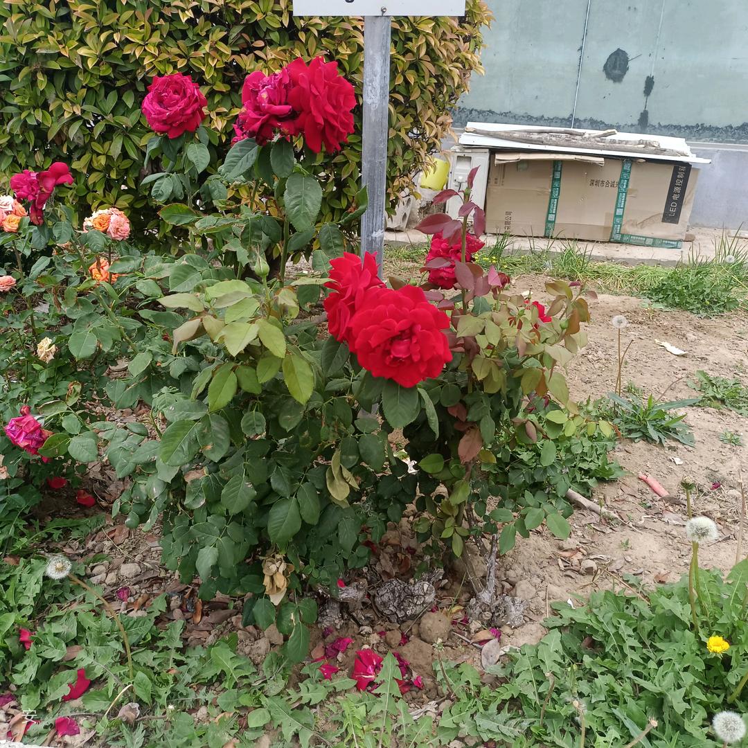 🌹((❤️⥎❤️))🌹