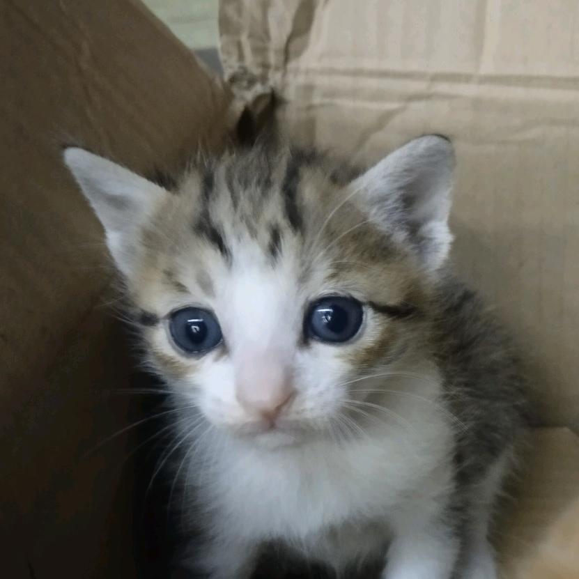 🤩🐈🐱🐱🐱🐱🐱🐱🐱🐱