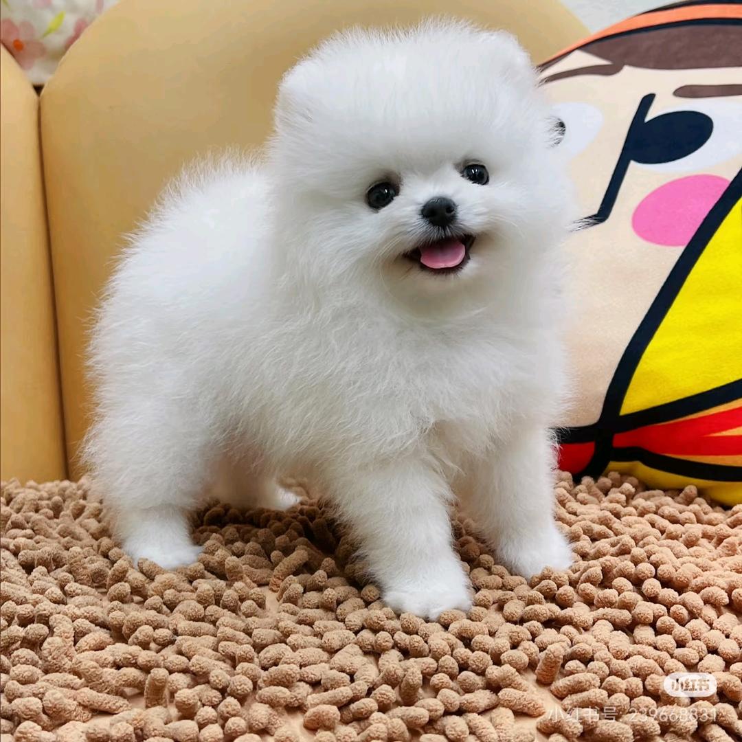 博美茶杯犬
