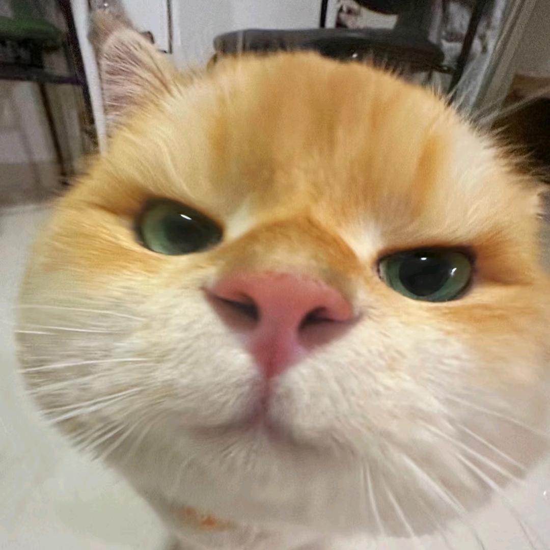 安子茉茉
