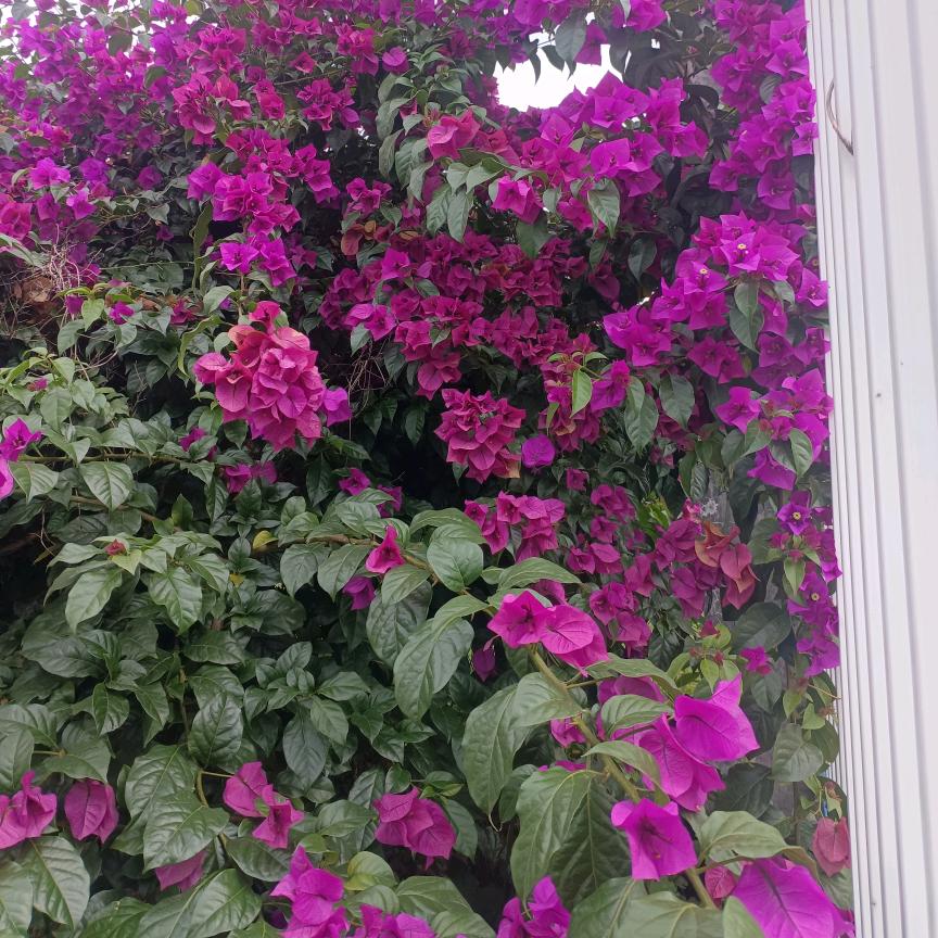 菲菲