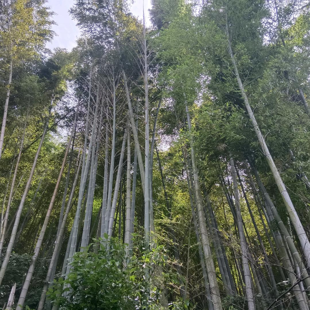 搬砖海哥