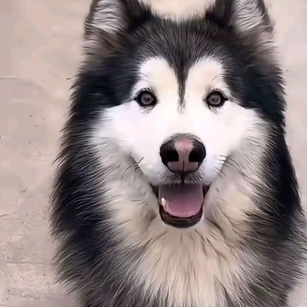 扎女孩的小辫子