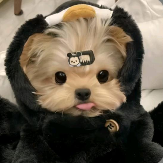 子悦