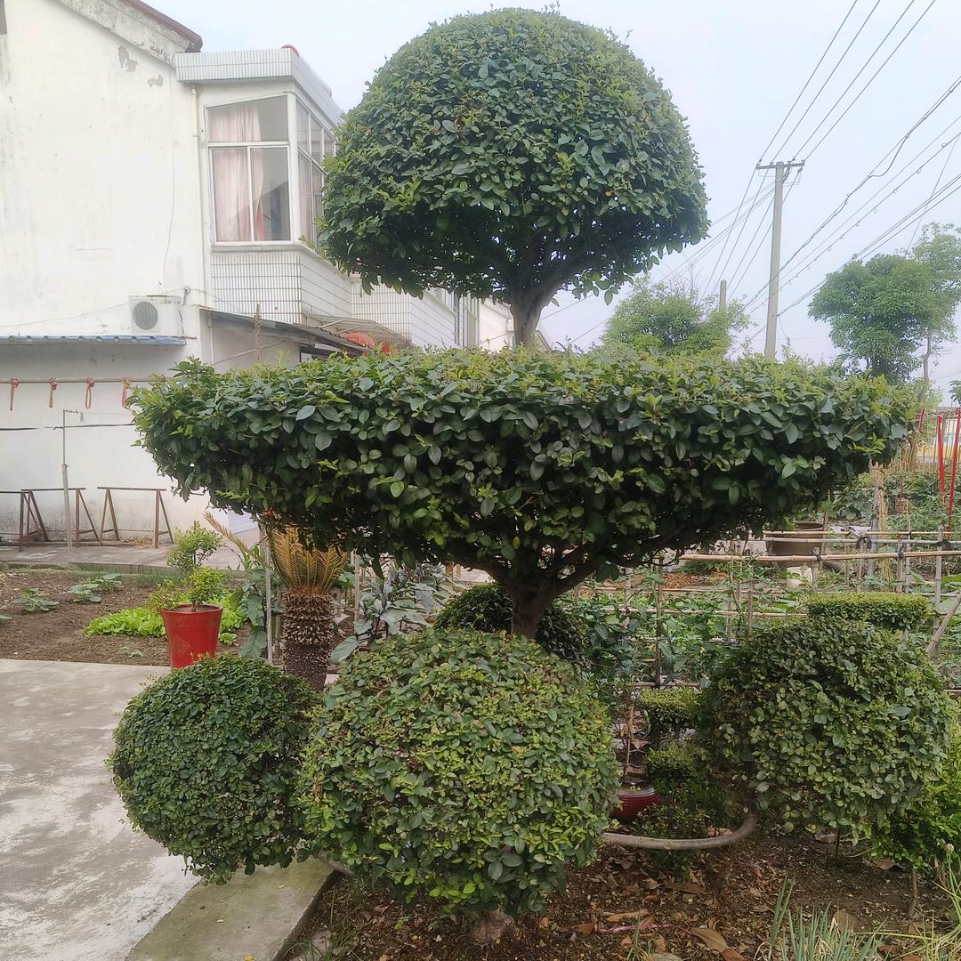 冰心