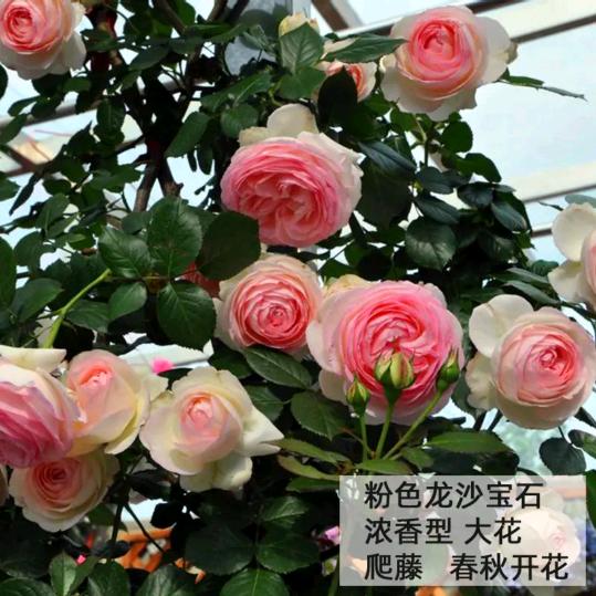 小冀