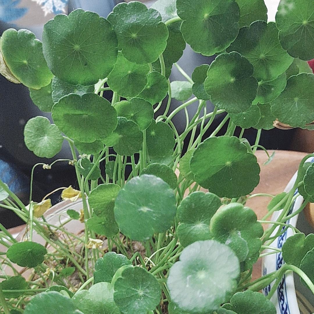 无忧菜篮小栈