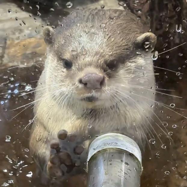 对食物非常感兴趣