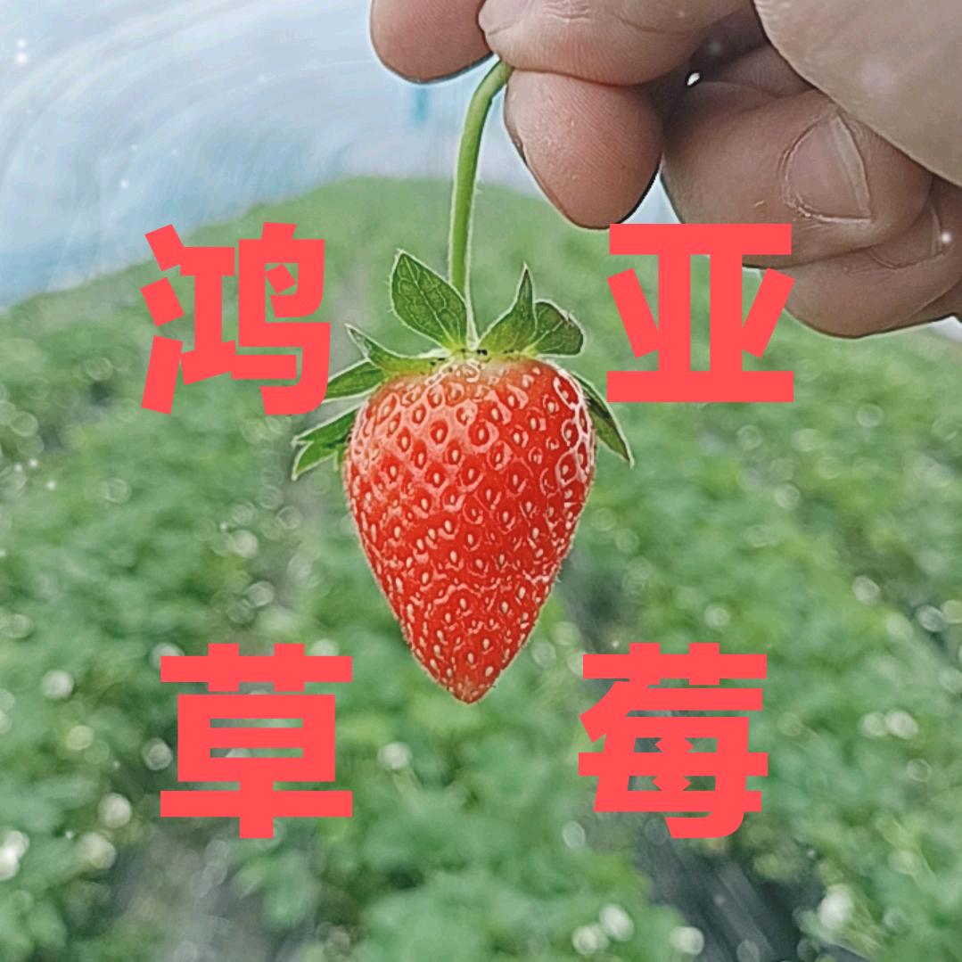鸿亚草莓采摘园官方号