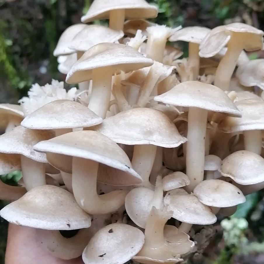 野生菌🎄🎄🍁🍁