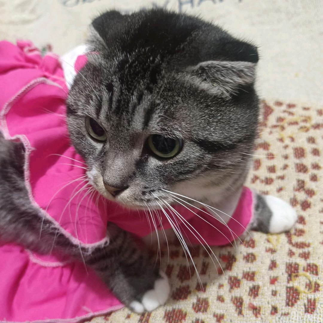 ꧁李七七᭄ᩚ꯭ᩚ꧂