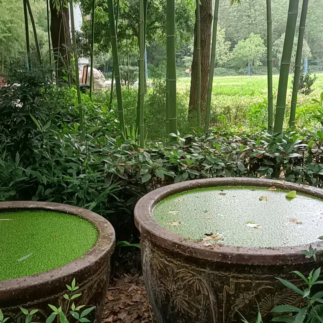 潇潇
