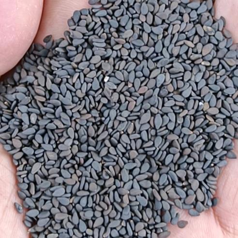 大量收货芝麻下料